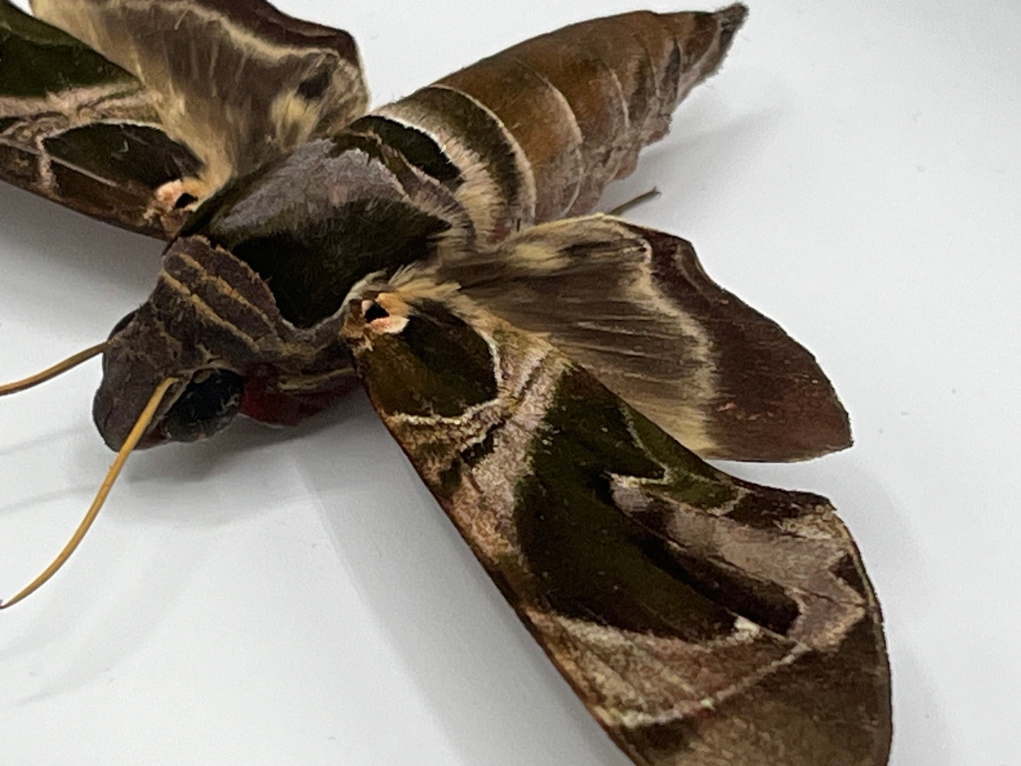 Moth - Jade Hawk Moth