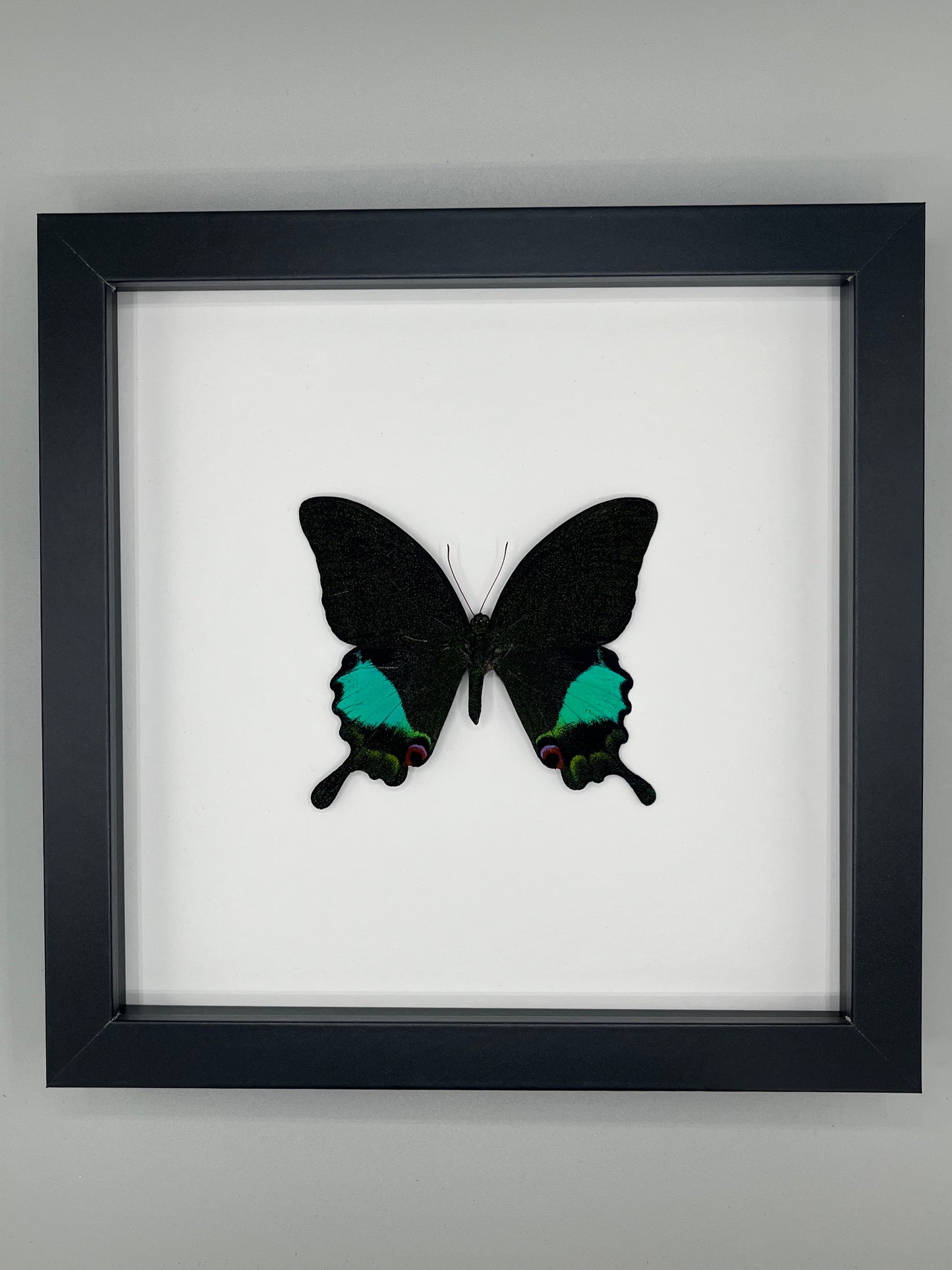 Butterfly-Papilio karna karna