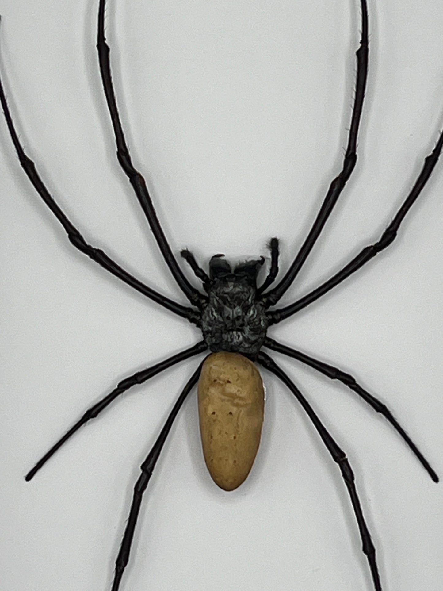 Spider - Nephila vitiana