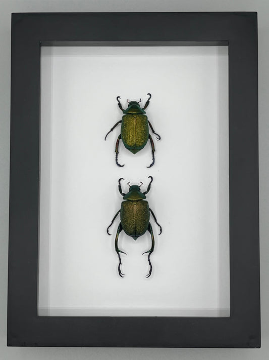 Beetle - Chrysophora chrysochlora pair