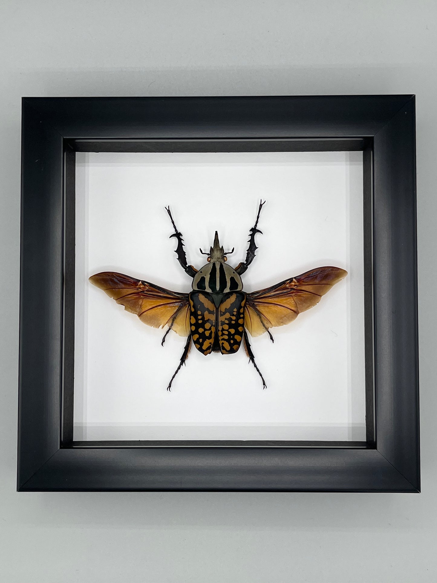 Beetle - Mecynorhina oberthuri decorata