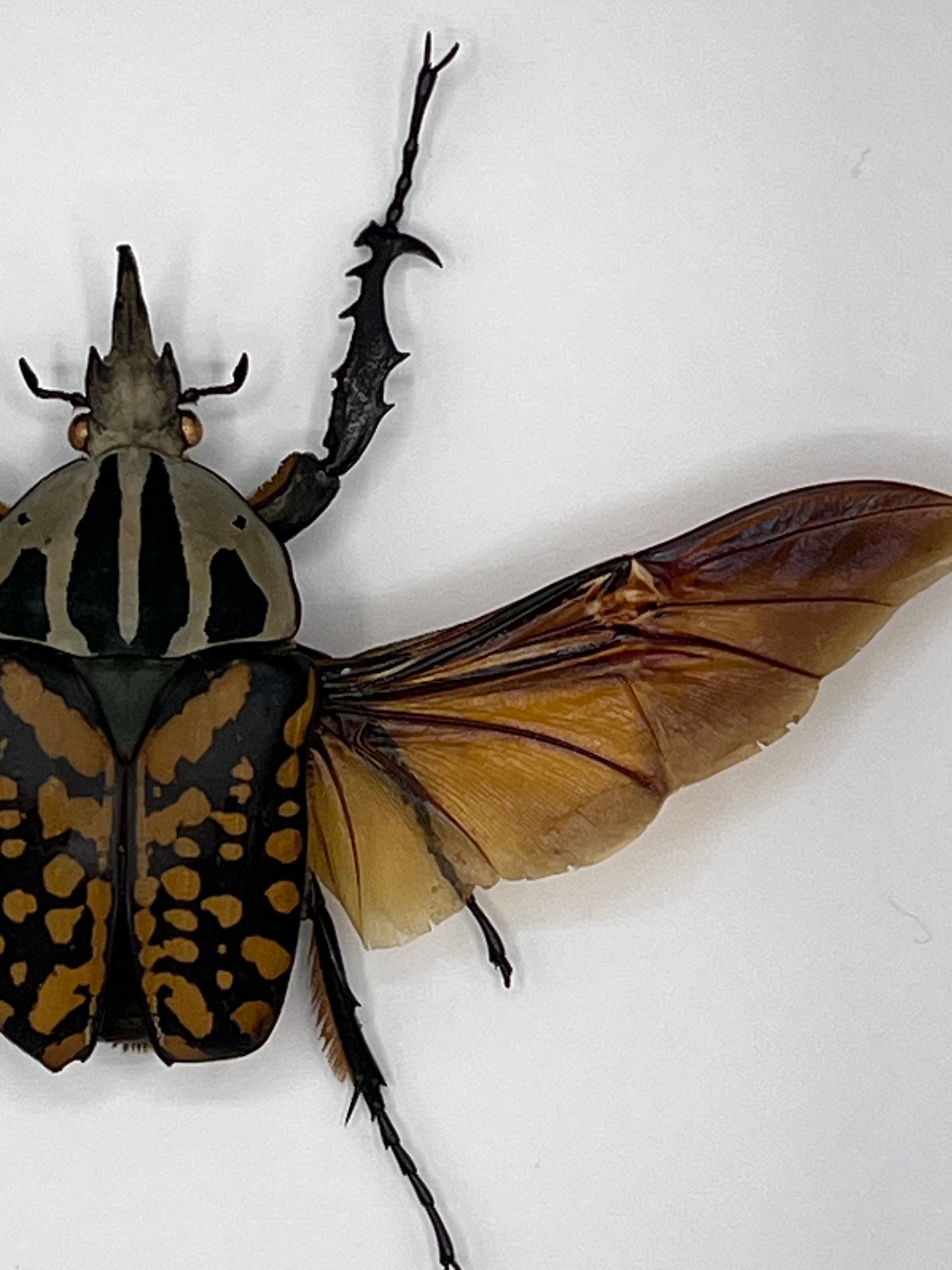 Beetle - Mecynorhina oberthuri decorata