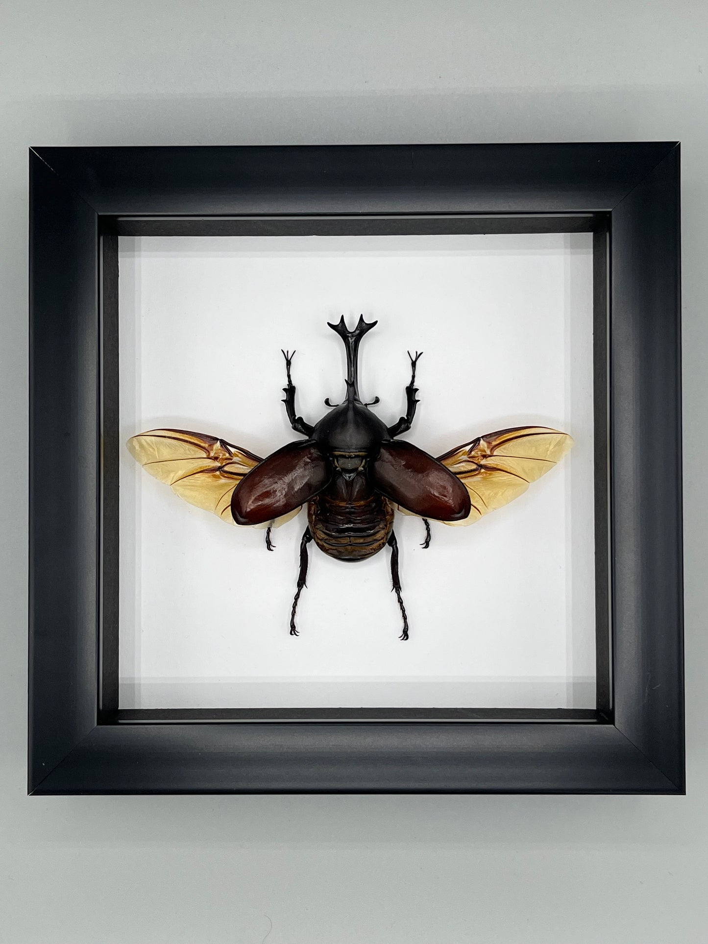 Beetle - Allomyrina dichotomus