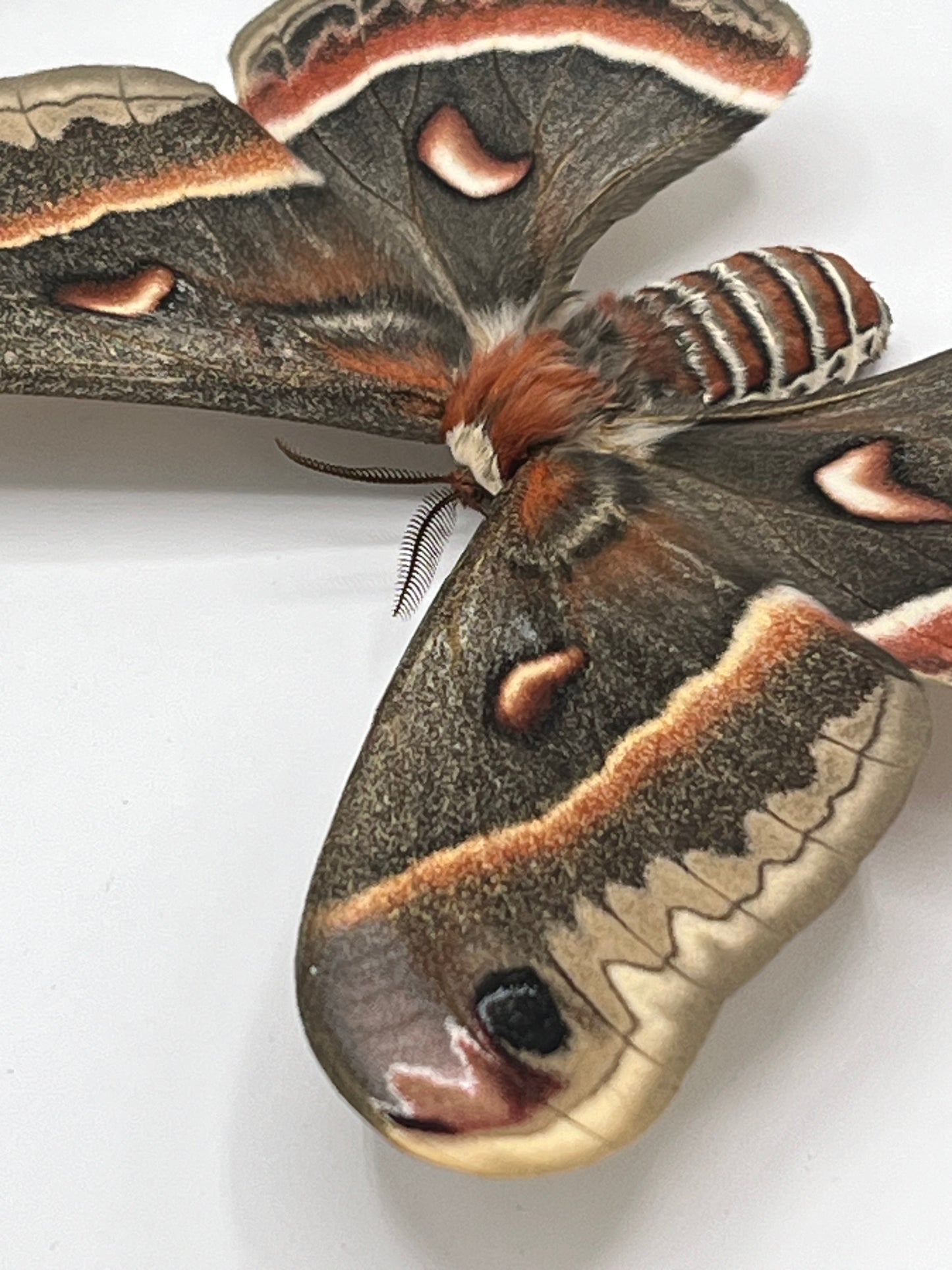 Moth - Hylophora cecropia