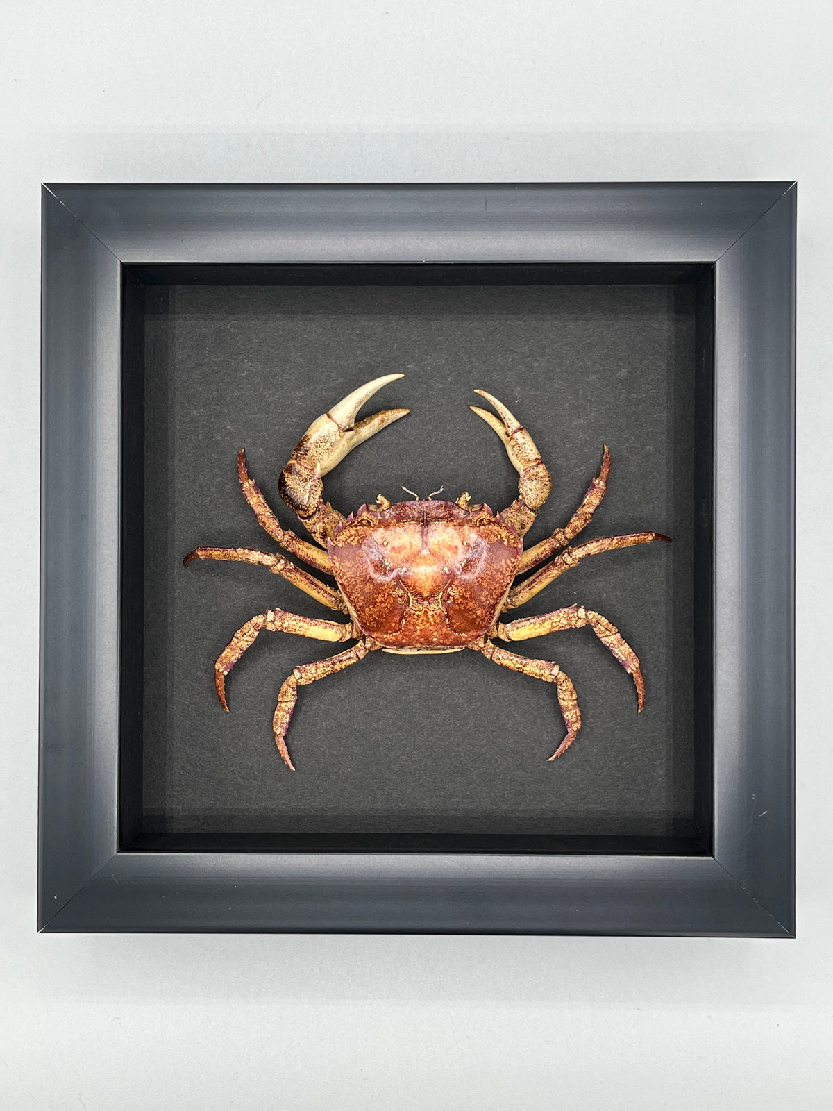 Insect Shadowboxes Collections – Bonegarden Design