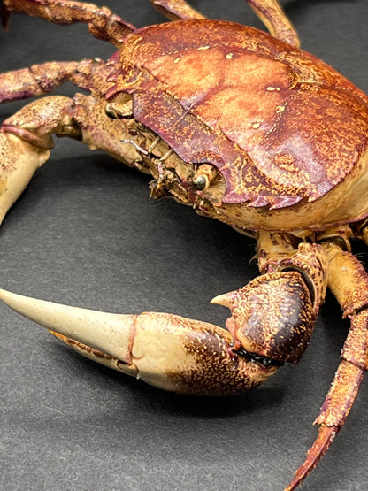 Crab - Thai Land Crab