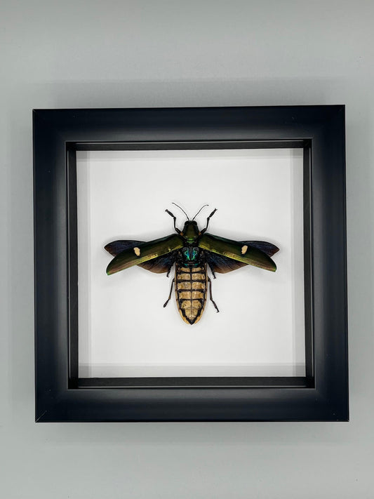 Beetle - Megaloxantha bicolor othanii