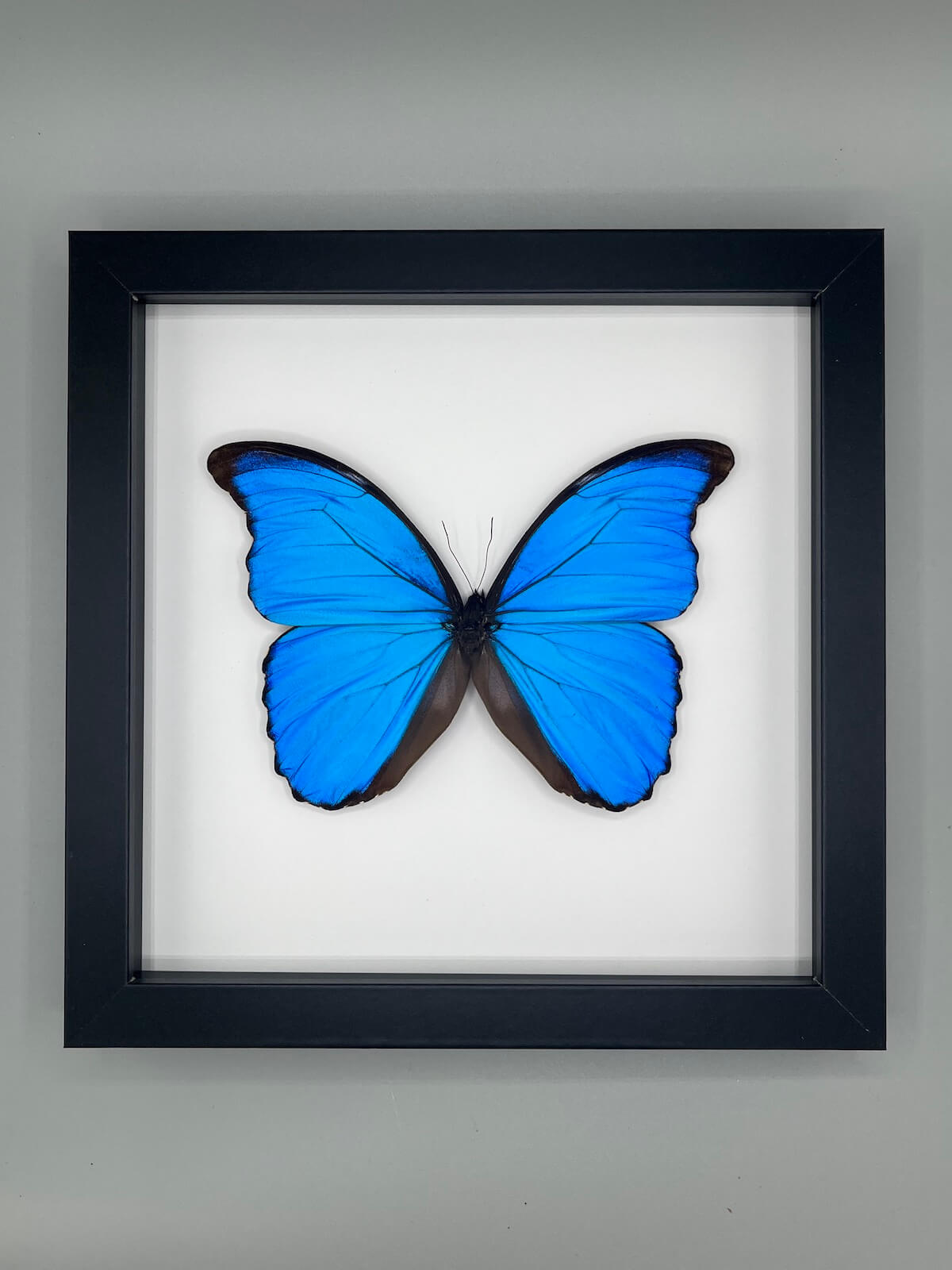 Butterfly - Morpho didius