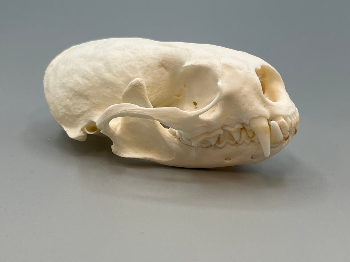 Skull - Northern River Otter