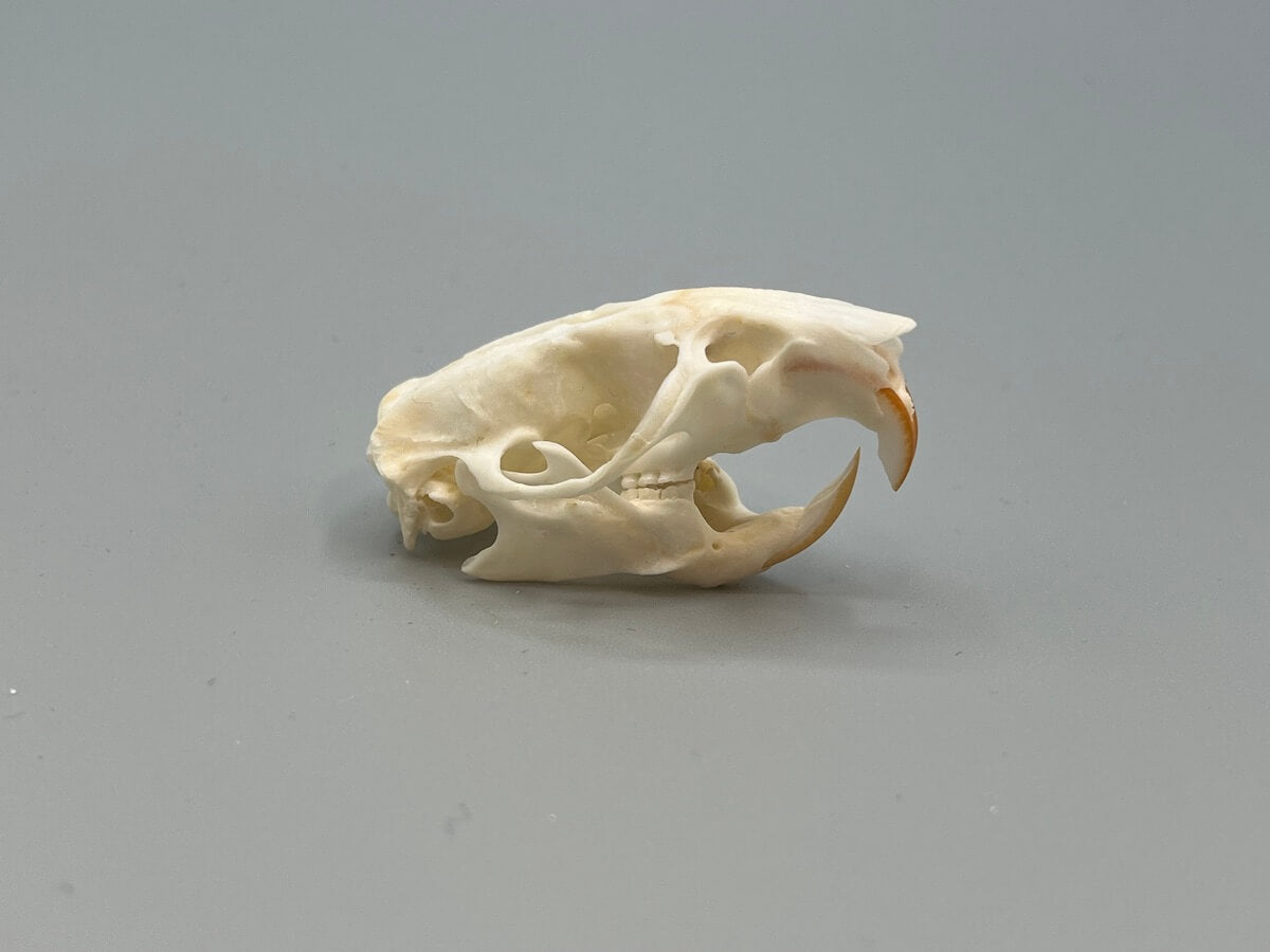 Skull - Domestic Rat