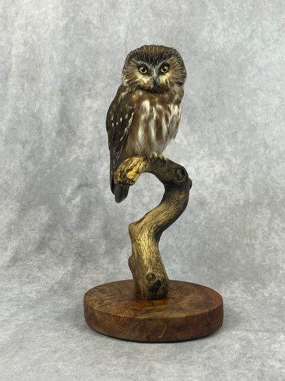 Sawhet Owl