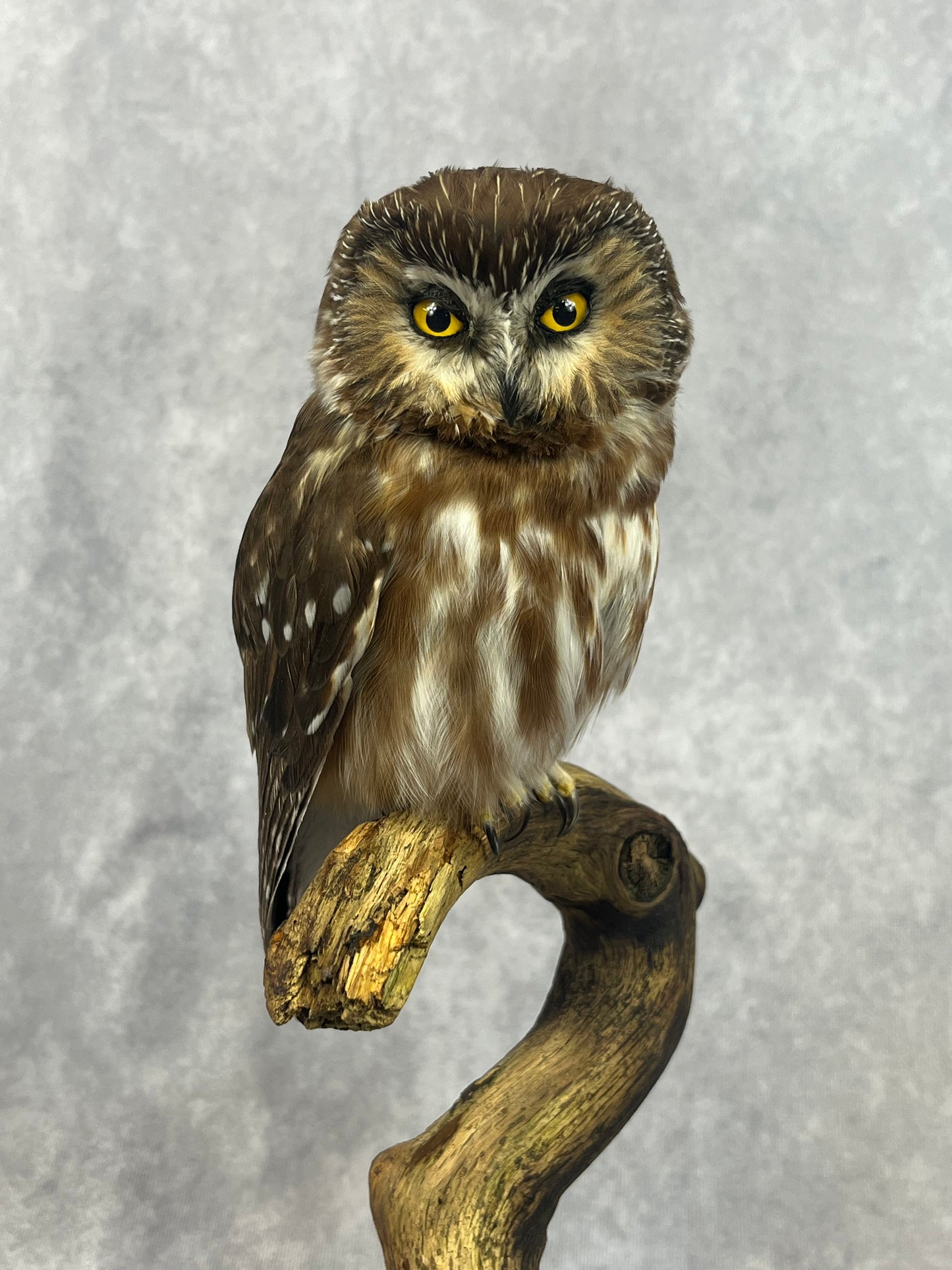Sawhet Owl