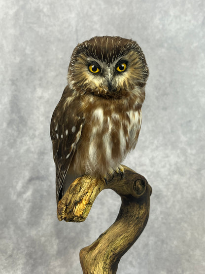 Sawhet Owl