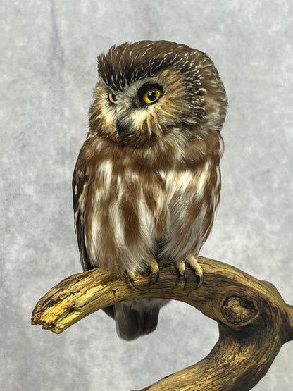Sawhet Owl