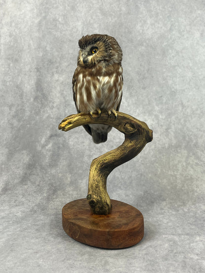 Sawhet Owl