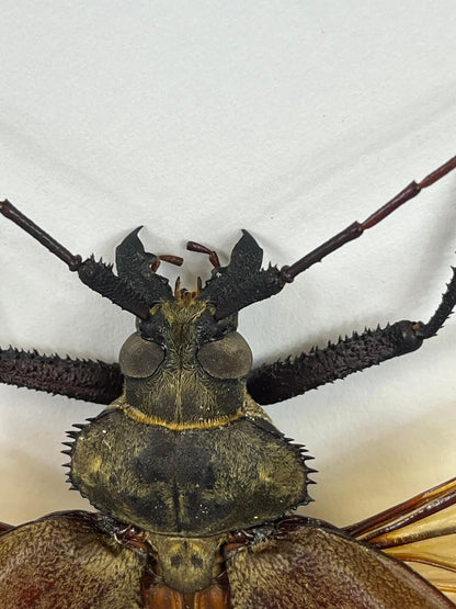 Beetle - Xixuthrus microcerus