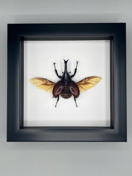 Beetle - Xylotrupes laquordi