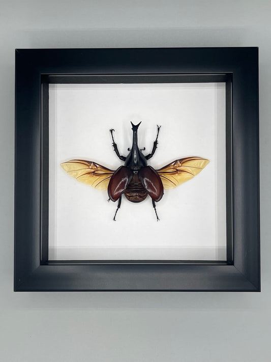Beetle - Xylotrupes lorquini