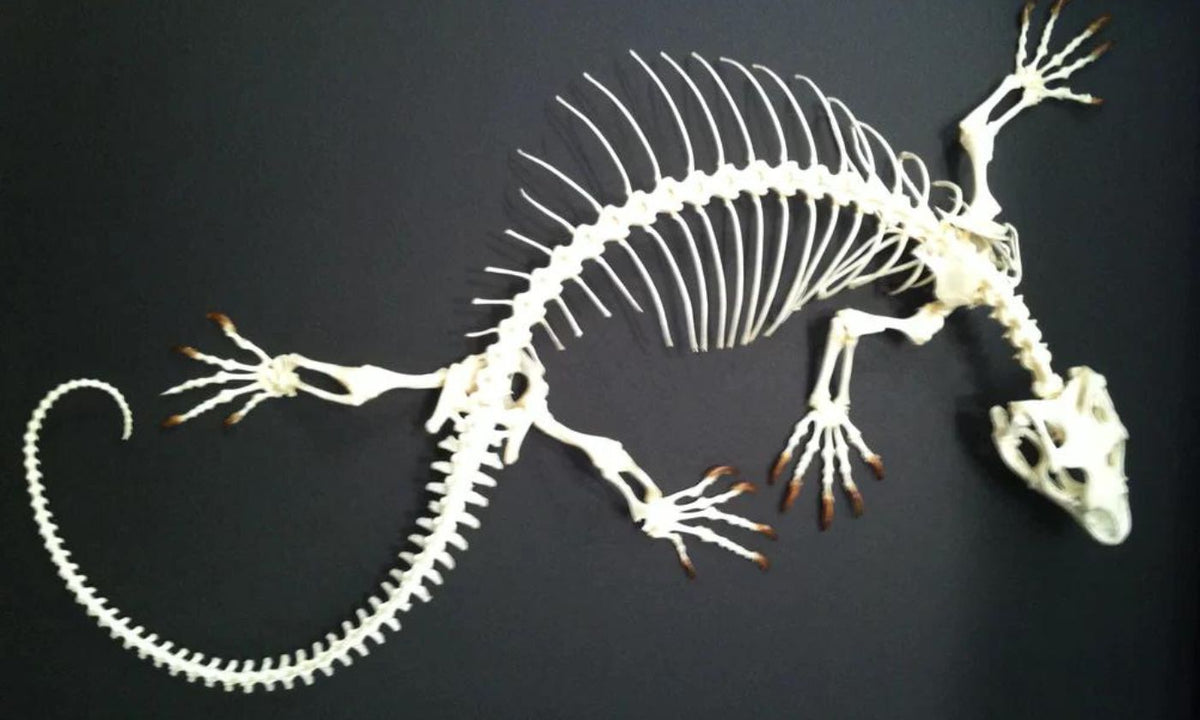 Small Lizard Skeleton Monitor Lizard Skeleton – Bonegarden Design